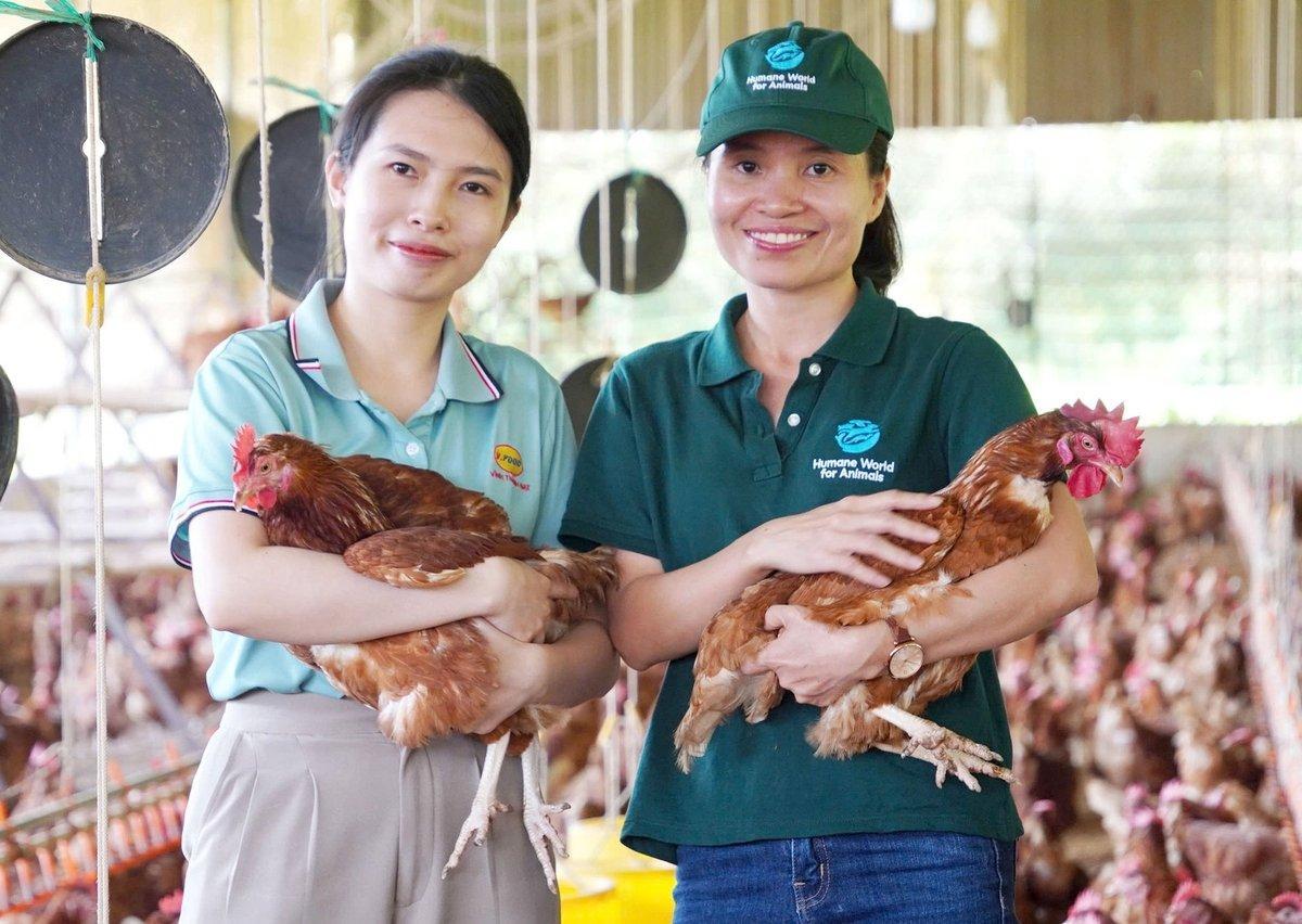 Vinh Thanh Dat Food’s journey in cage-free egg production: From belief to profit