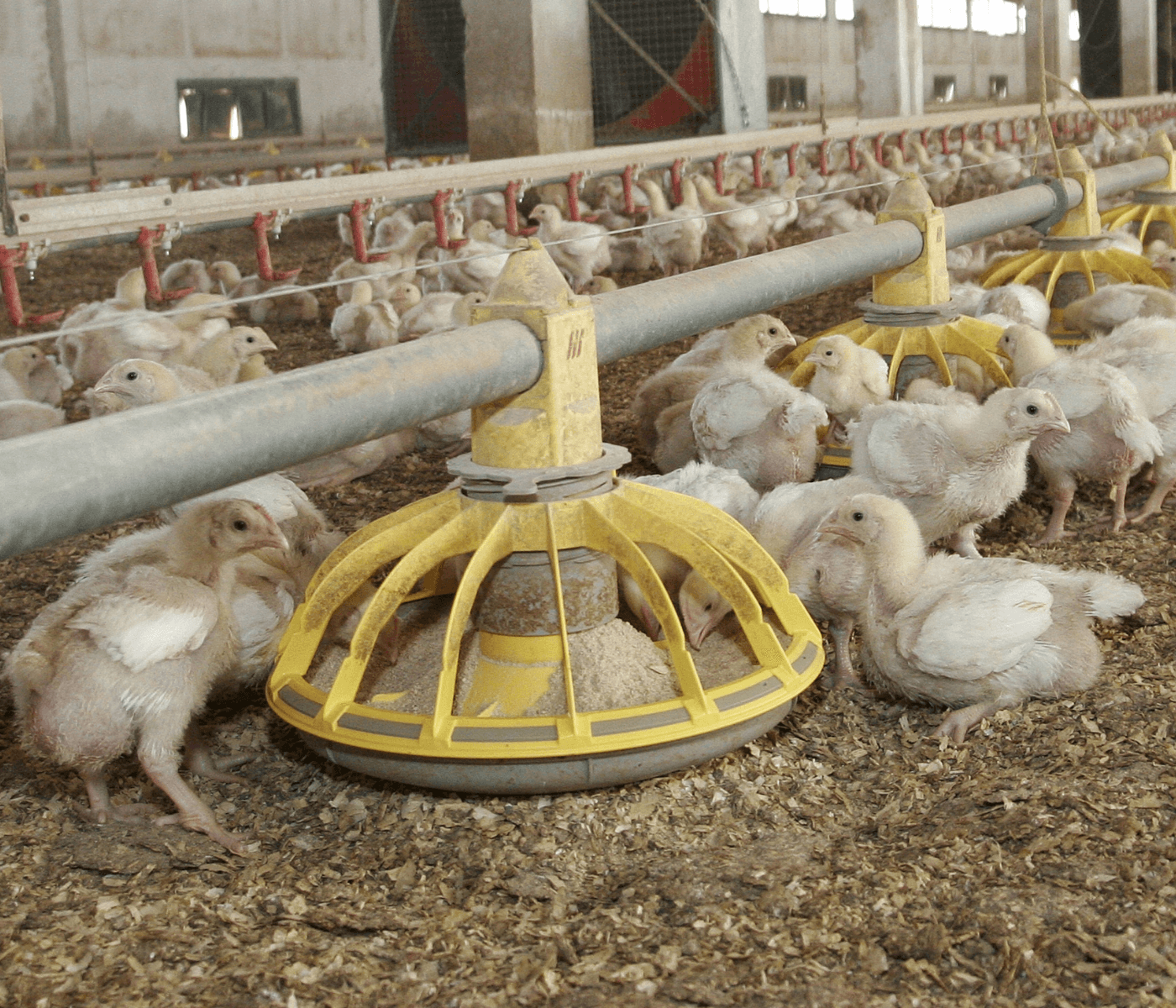 FEDNA 2025 pone el foco en la nutrición aviar de precisión