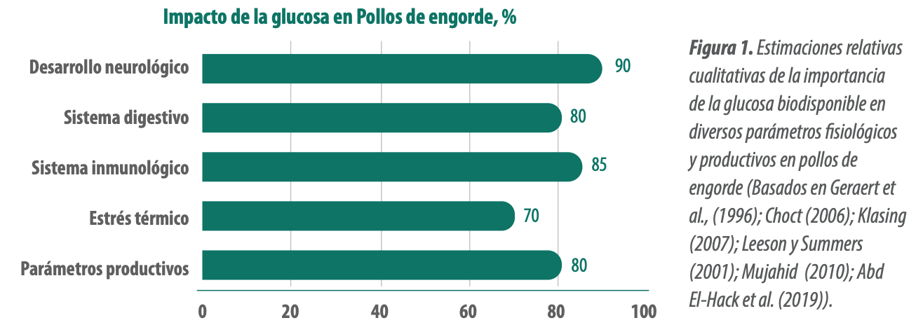 pollos de engorde