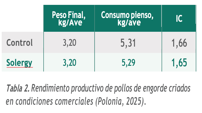 pollos de engorde
