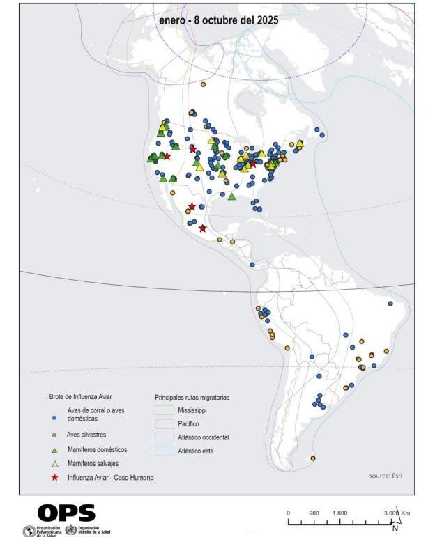 INFLUENZA AVIAR H5N1