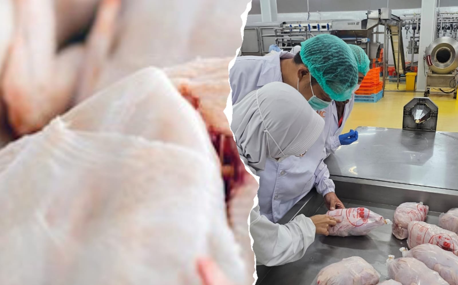 Holistic feed: A comprehensive approach to optimize broiler performance and meat quality