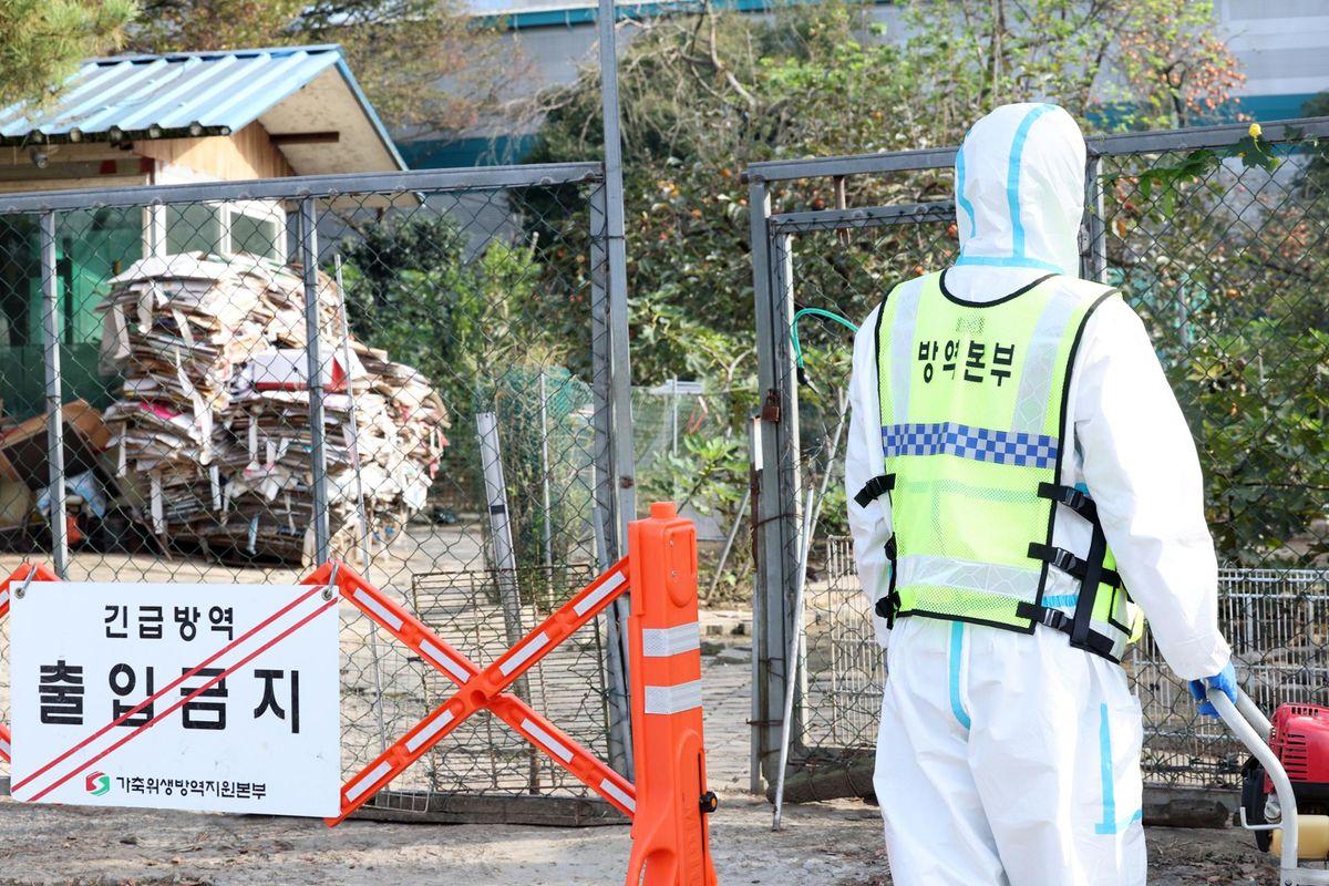 HPAI outbreak at South Korea wild geese farm