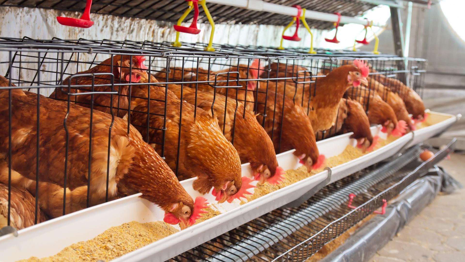 Ngành gia cầm bứt tốc: Nguồn cung thịt, trứng dồi dào, sẵn sàng cho mùa Tết