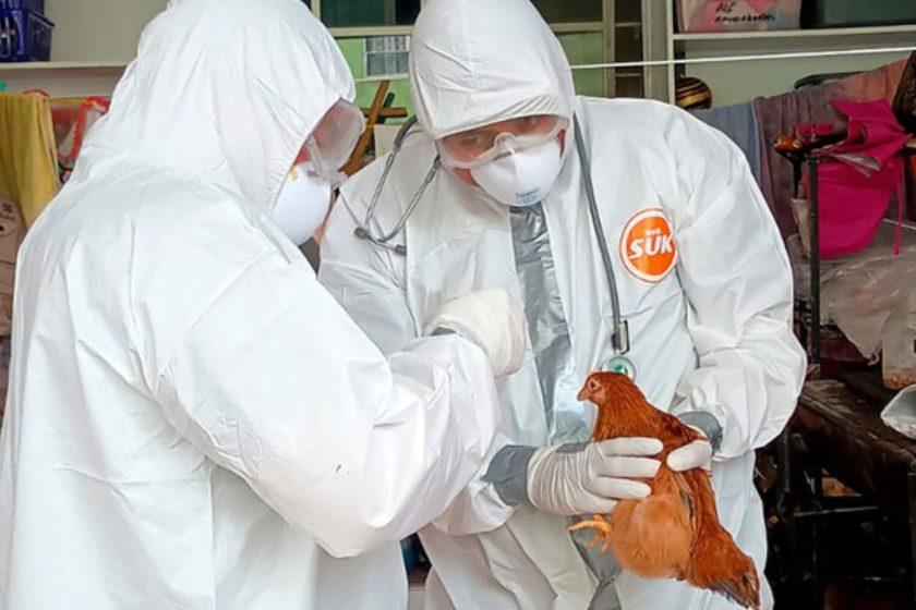 México fortalece bioseguridad avícola ante riesgo de influenza Aviar H5N1
