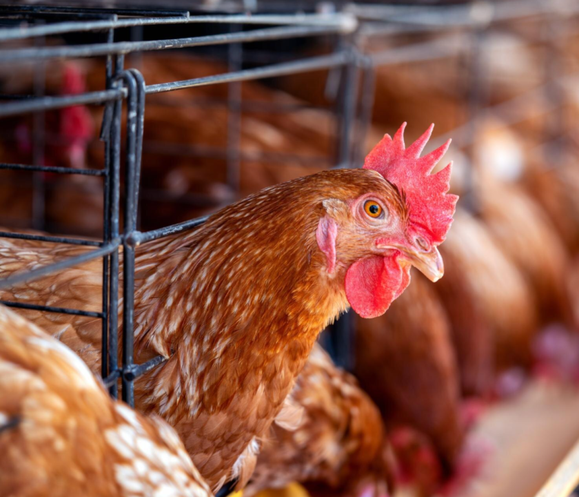 Gallina café de la industria avícola mexicana