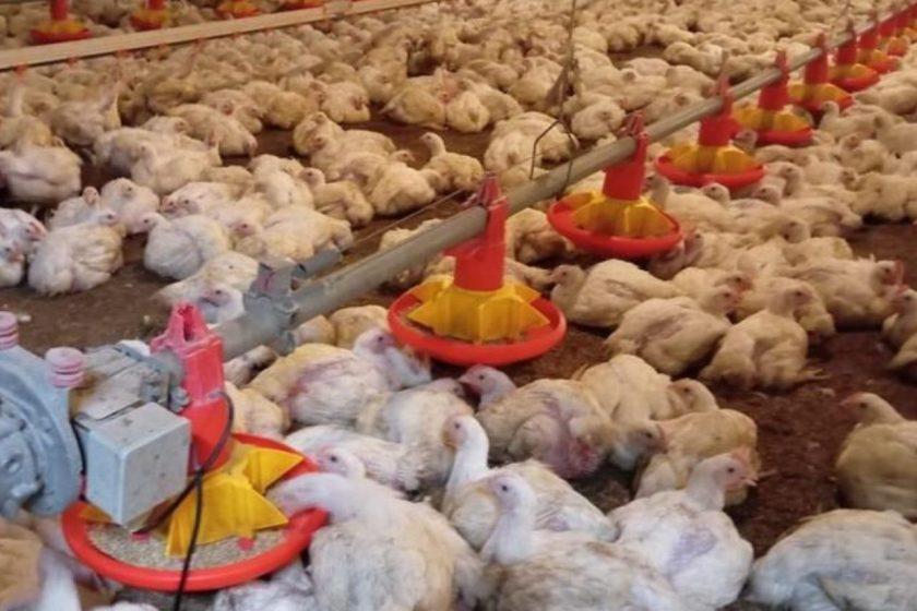Producción avícola en Nicaragua impulsa seguridad alimentaria