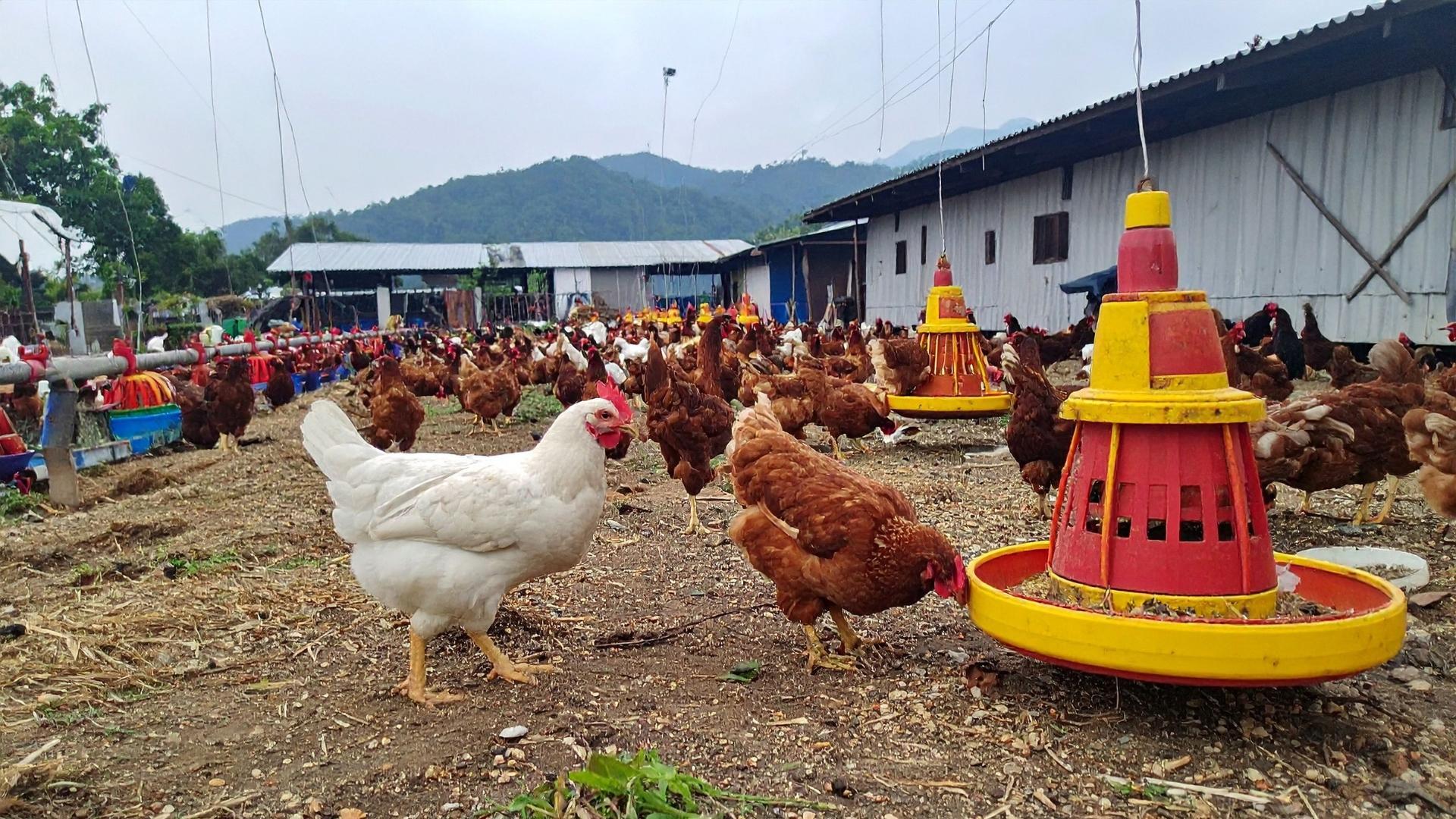 Các kỹ thuật tốt nhất hiện có để giảm phát thải khí mê-tan trong chăn nuôi của Việt Nam
