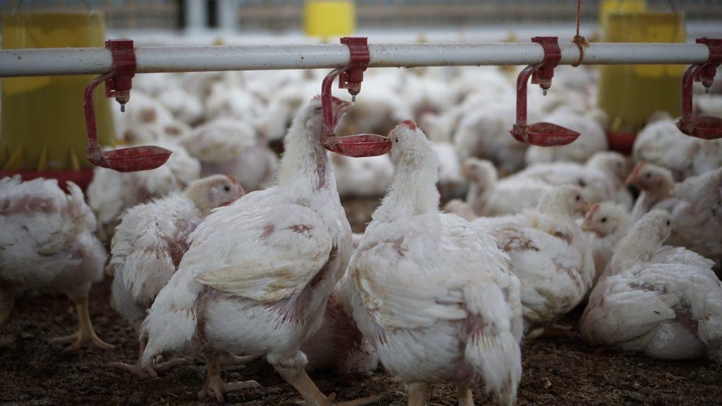Revolusi hijau di kandang broiler: Herbal alami pengganti multivitamin sintetis