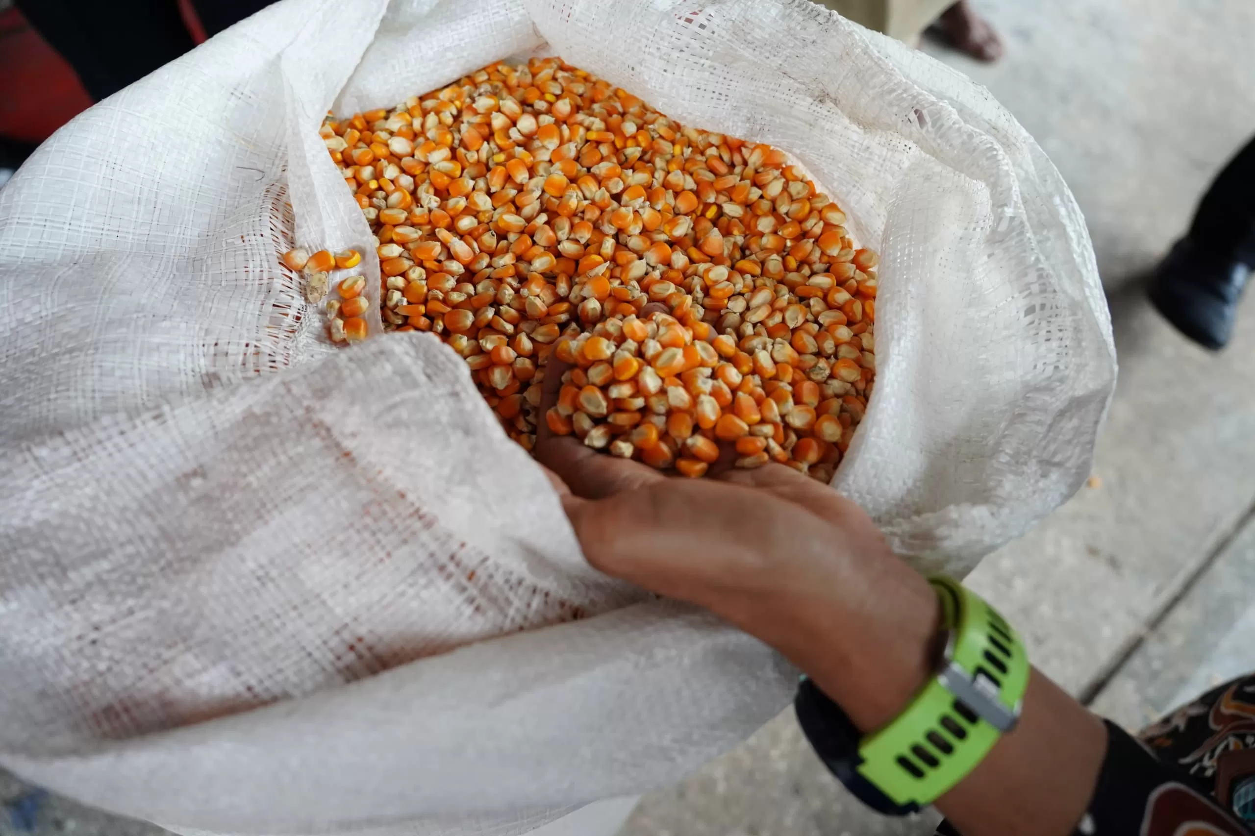 Jagung bantuan mulai disebar ke peternak layer