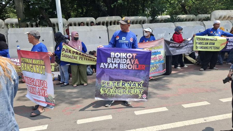 Harga daging ayam tinggi tapi peternak tak menikmati