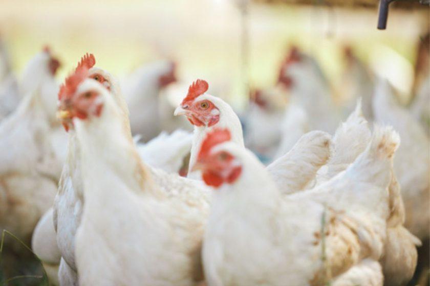 Argentina se declara libre de Influenza Aviar y retoma sus exportaciones avícolas