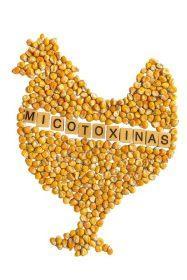El complejo desafío de las micotoxinas en gallinas ponedoras