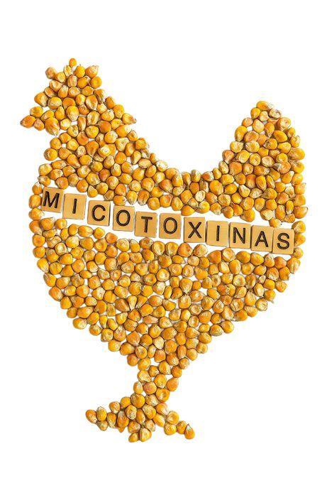 El complejo desafío de las micotoxinas en gallinas ponedoras