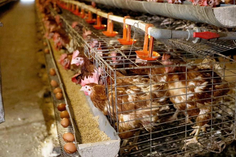 Kiếm 36 triệu đồng/ ngày nhờ nuôi gà “siêu trứng” quản lý qua điện thoại