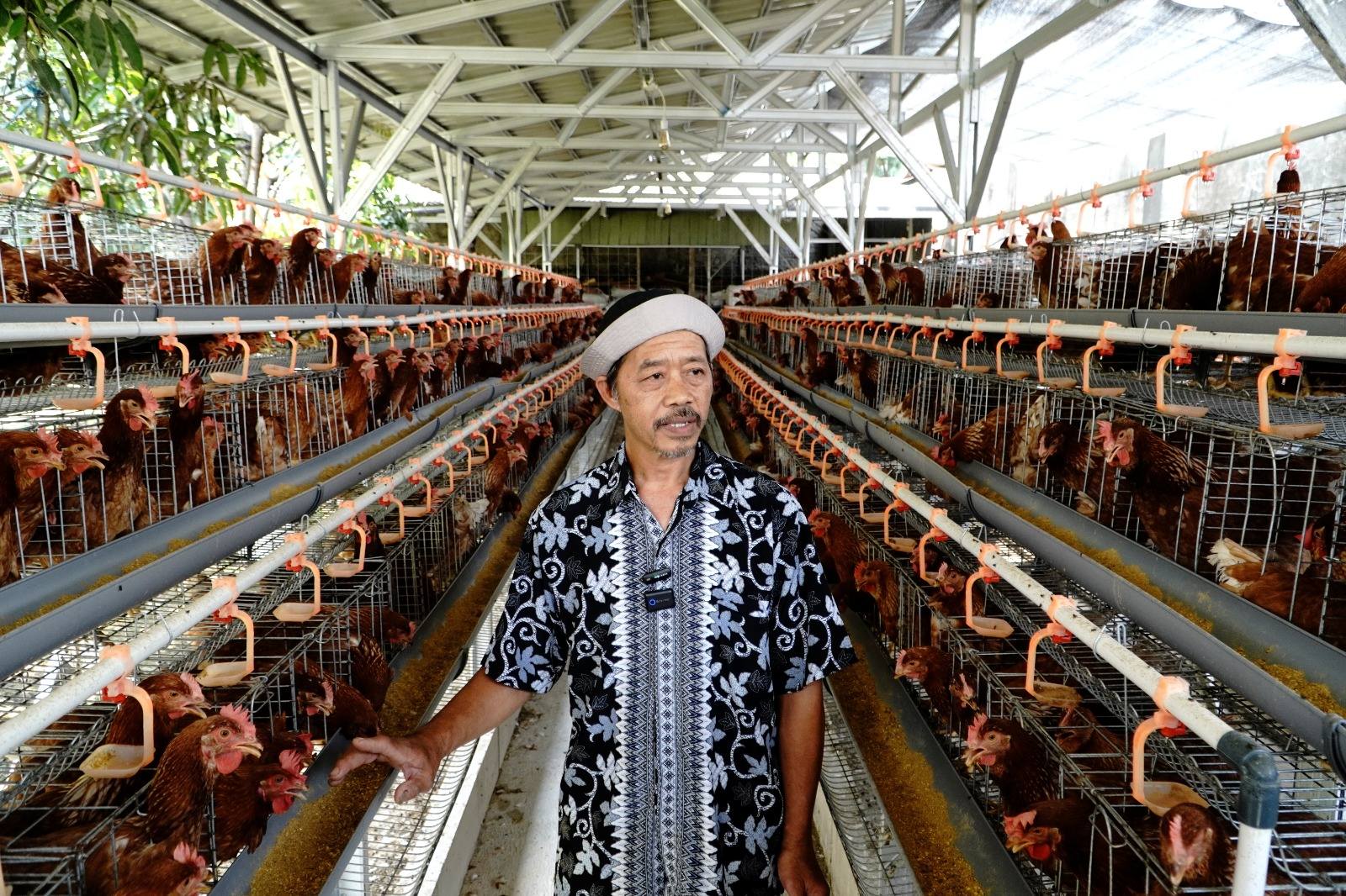 Peternak Bandung rasakan manfaat Program Ayam Merah Putih