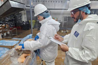 Avanza proceso de auditoría de calidad de la carne de ave en Uruguay