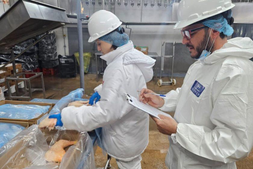 Avanza proceso de auditoría de calidad de la carne de ave en Uruguay