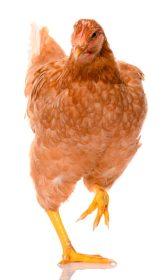poultry