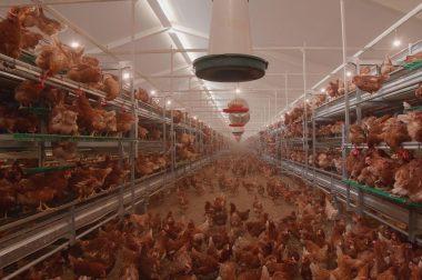 poultry