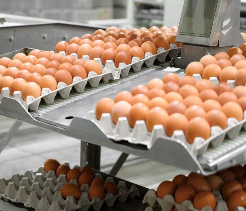 Crecimiento extraordinario de las exportaciones brasileñas de huevos