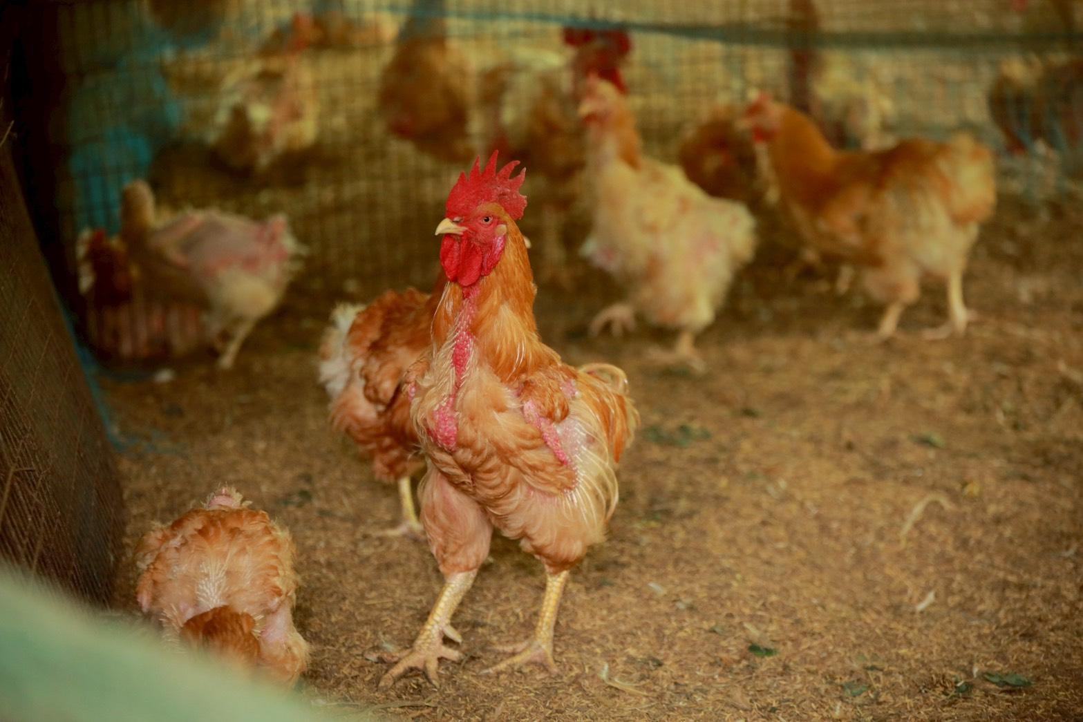 กระทรวงพาณิชย์ประกาศขึ้นทะเบียน “ไก่เบตง ยะลา” เป็นสินค้า GI