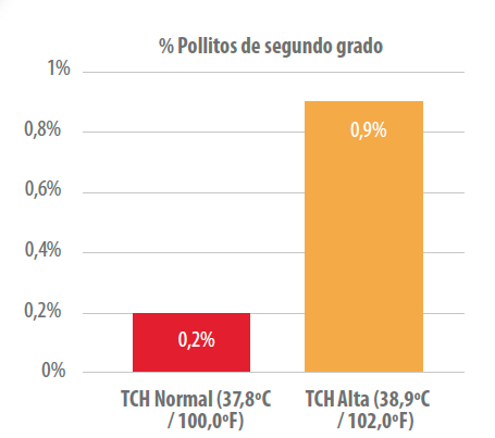 pollita