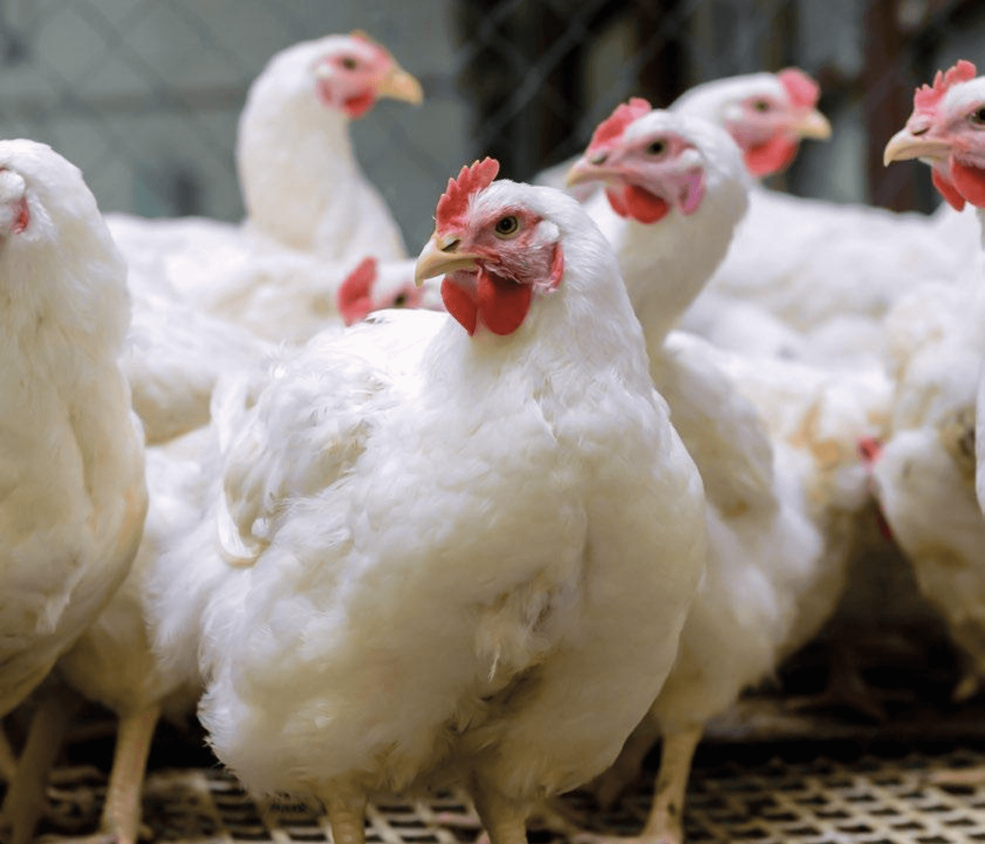 Importancia de la energía en pollos de engorde – estrategias...