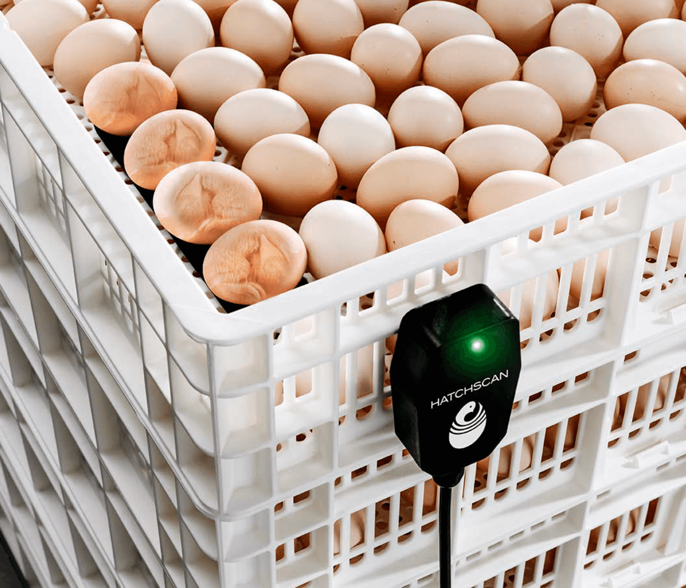 HatchScan™ da Petersime: uma revolução no controle da temperatura de...