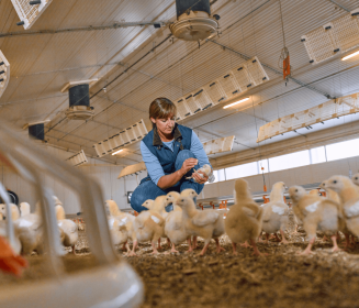 Boehringer Ingelheim obtiene dos dictámenes positivos del CVMP de la Agencia Europea de Medicamentos para las vacunas frente a la gripe aviar: VAXXITEK® HVT+IBD+H5 y VAXXINACT® H5
