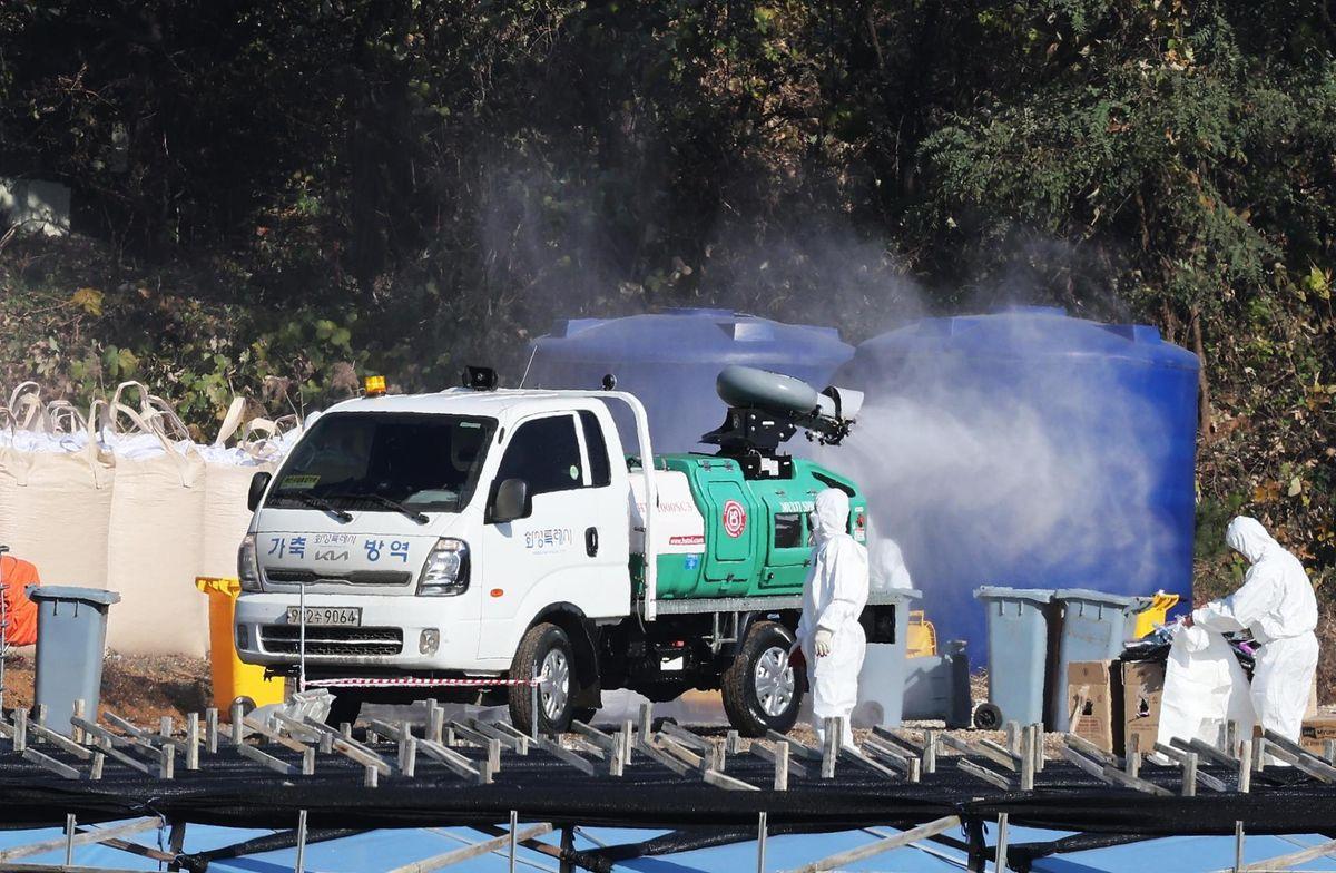 New avian influenza outbreak hits South Korea