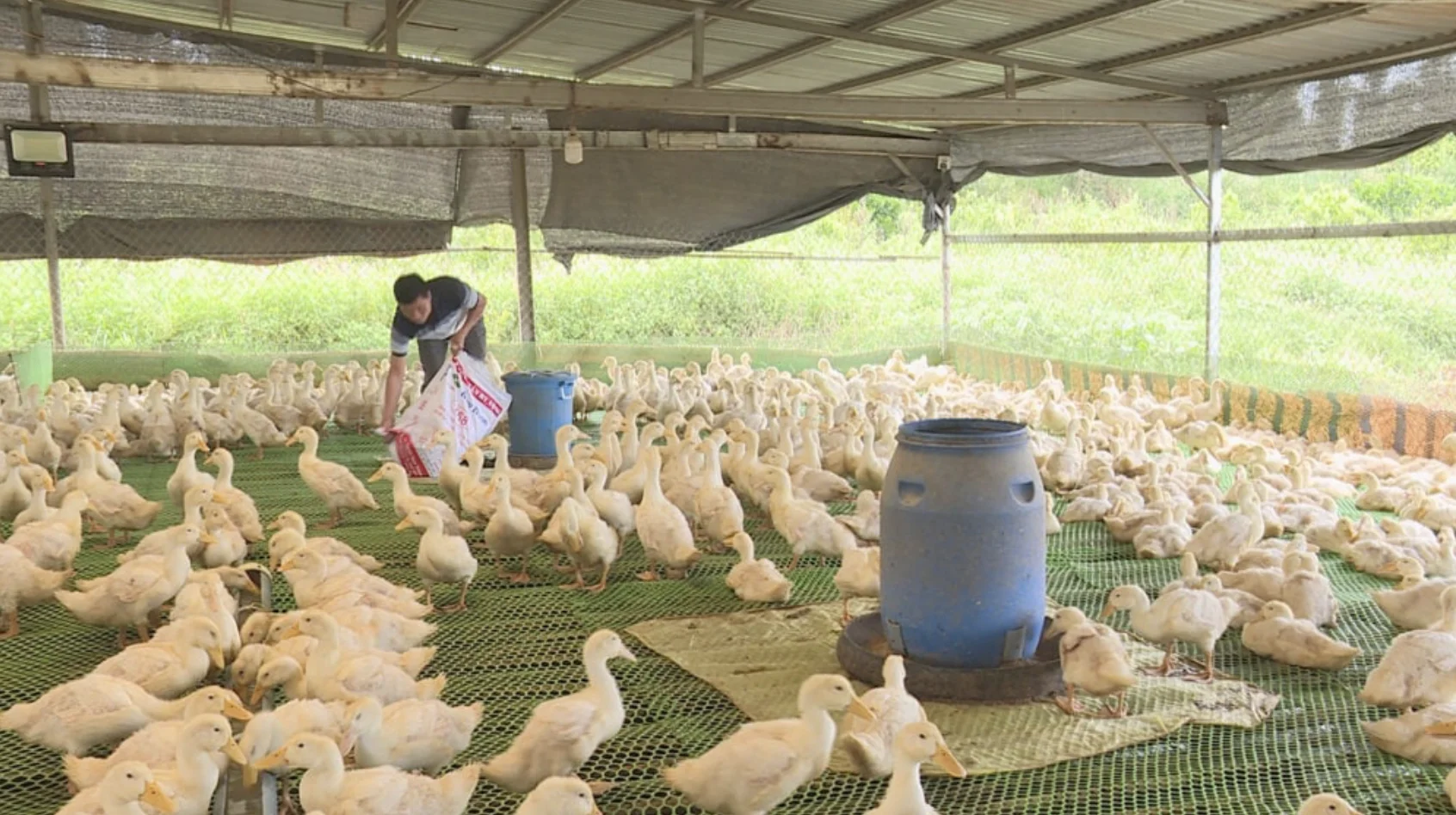 Raising meat ducks on biosecure flooring: 1.5 times more profitable than traditional methods