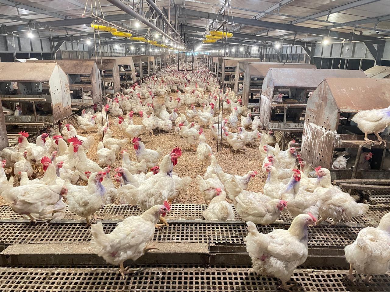 Harga daging ayam dan pasokan DOC: Wajar dan terkendali
