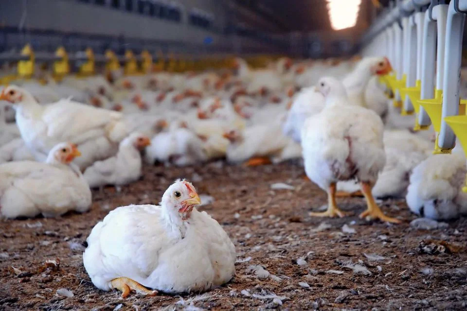 Enhance performance of your flock with the power of probiotics