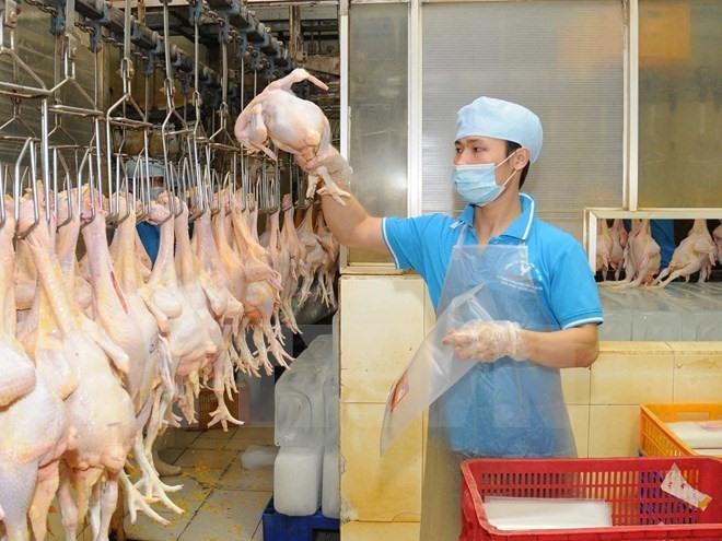 Vietnam’s poultry boom continues into 2026
