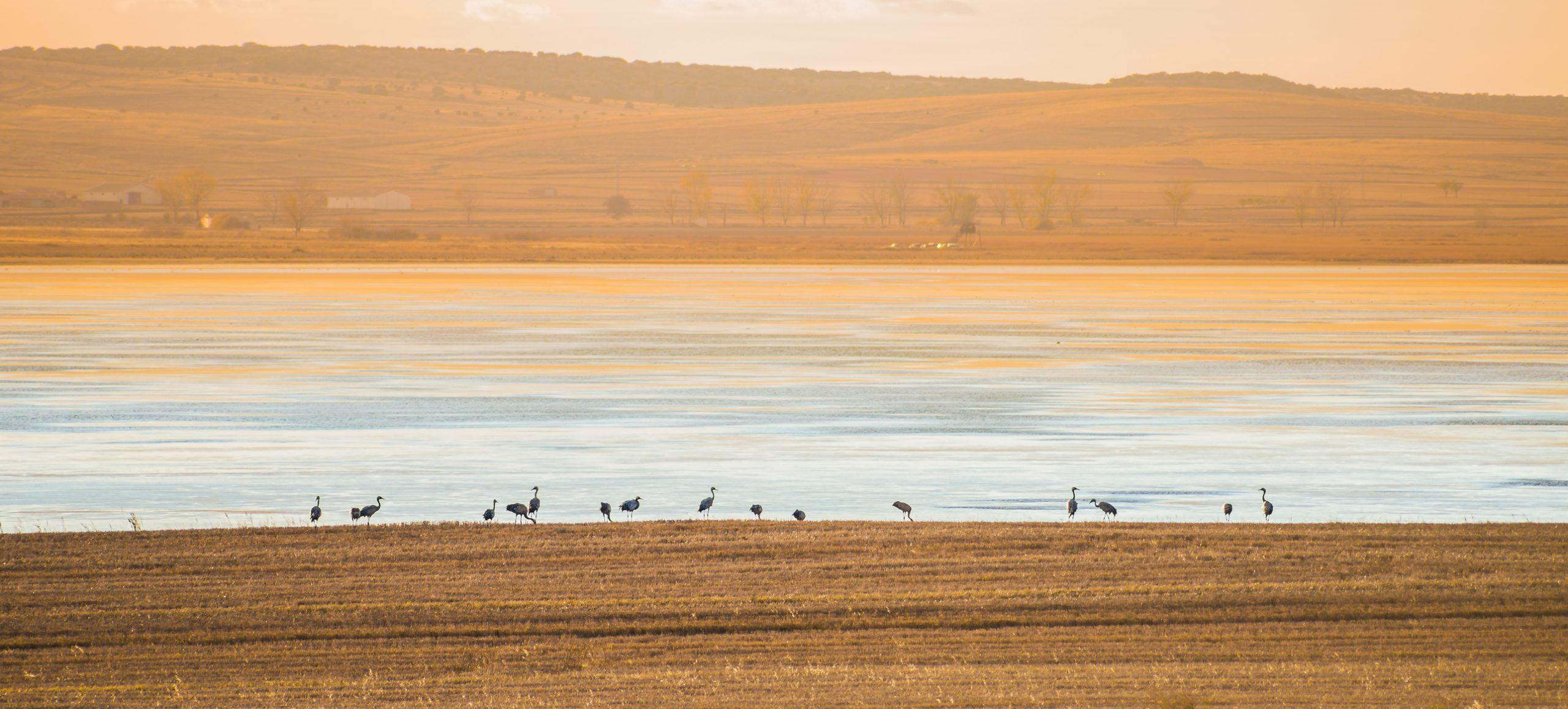Laguna de Gallocanta | H5N1 mamífero España