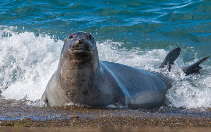 Avian Flu tied to sharp decline in Antarctic female elephant seals