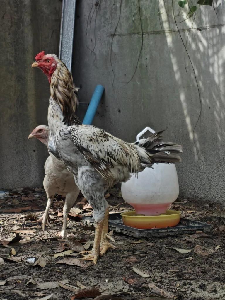 ไก่ยักษ์บราซิล จากเลี้ยงเล่นวันหยุด สู่รายได้หลักแสน !