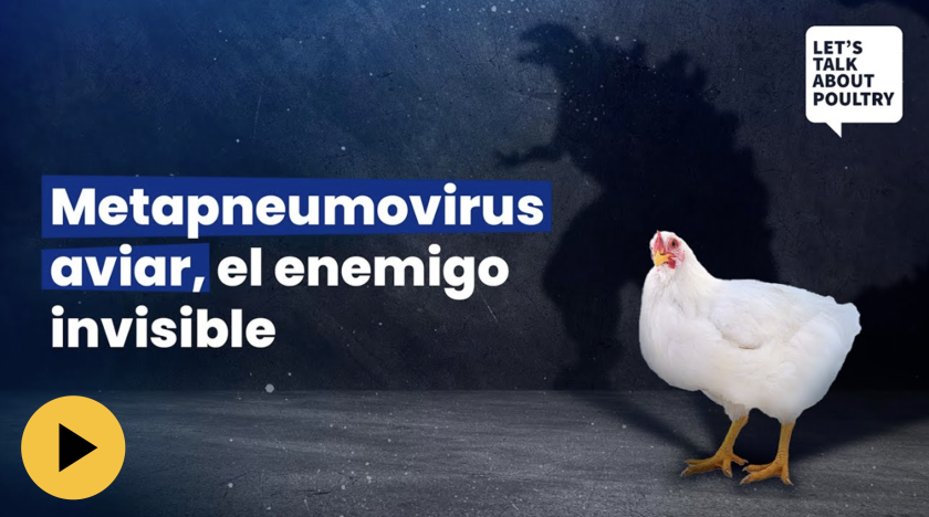 Metapneumovirus aviar: asesino silencioso del Complejo Respiratorio Aviar | Joan Grau, Rocío Sánchez