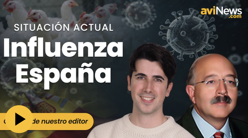 Así afecta la influenza aviar al sector avícola español | Especial actualidad aviNews