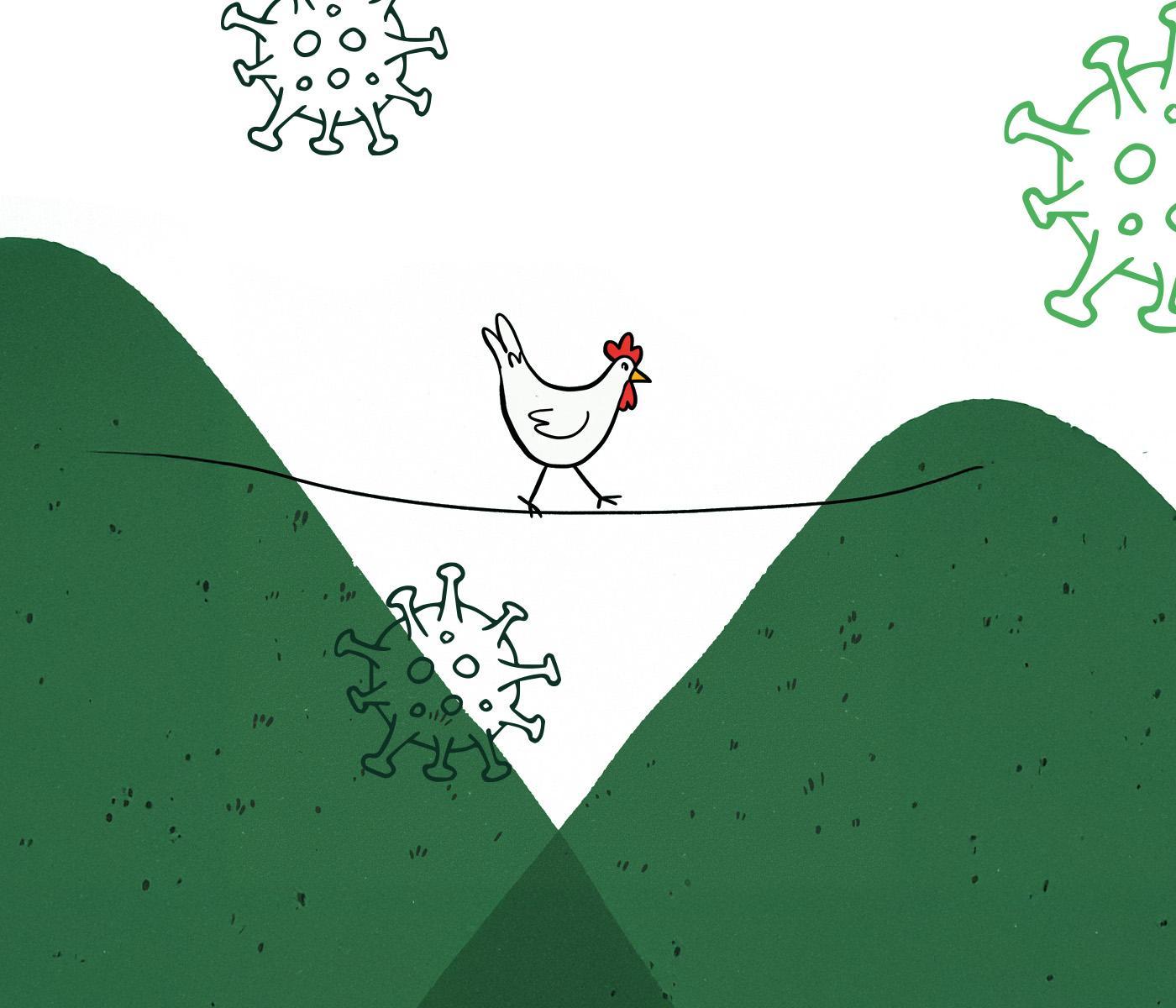 Metapneumovírus aviário: o desafio crescente para a saúde respiratória das aves