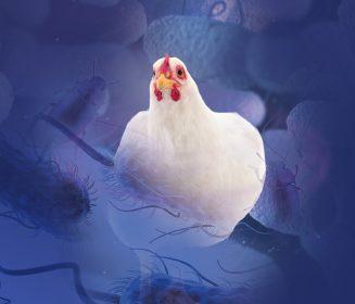 Alphitobius diaperinus: um dos principais disseminadores de Escherichia coli Multirresistente na produção de frangos de corte