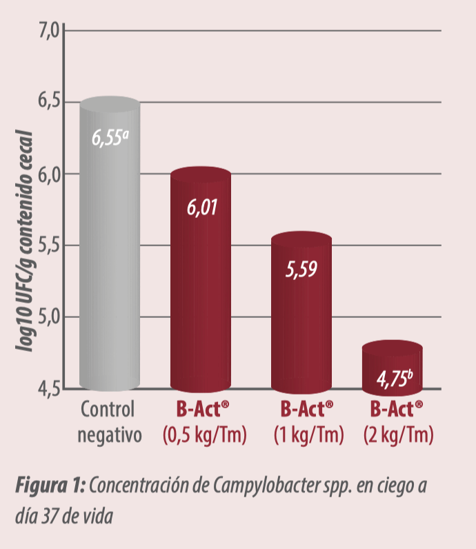 Campylobacter spp. frente a probióticos para su control