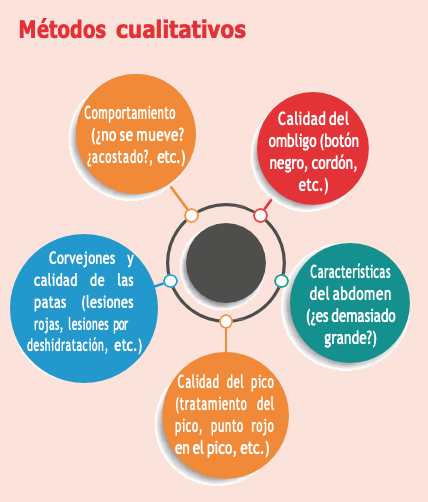 pollita