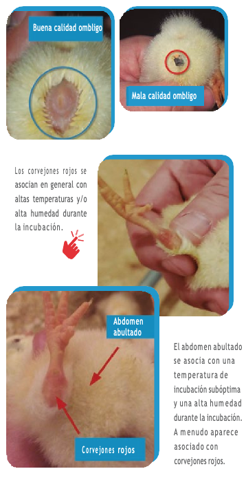 pollita