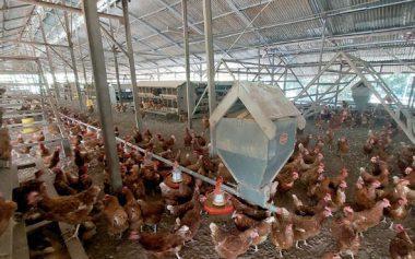 Cage-free
