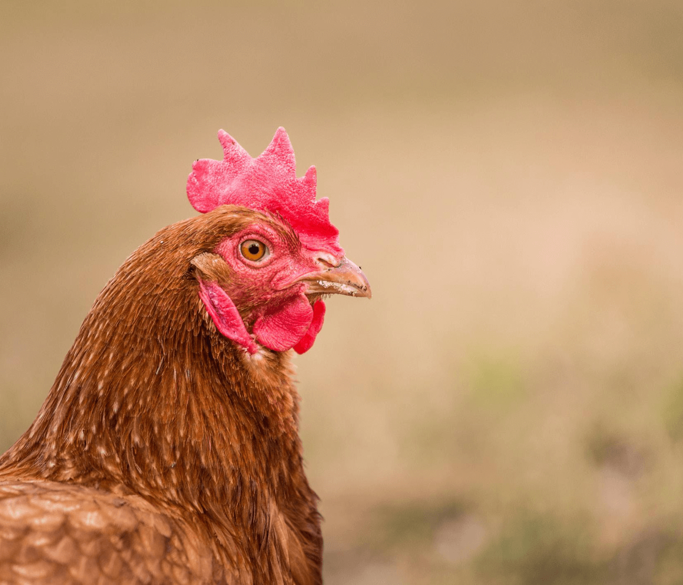 Huevos Camar estrena nave avícola para gallinas en suelo
