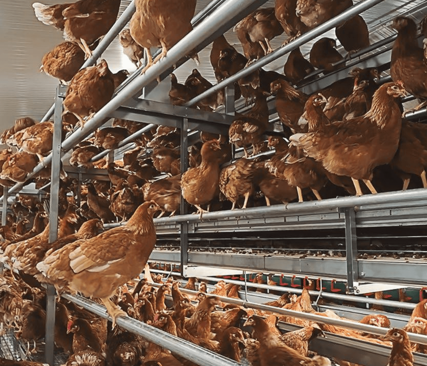 Corral de monegros aumenta su producción gracias al Bolegg Gallery
