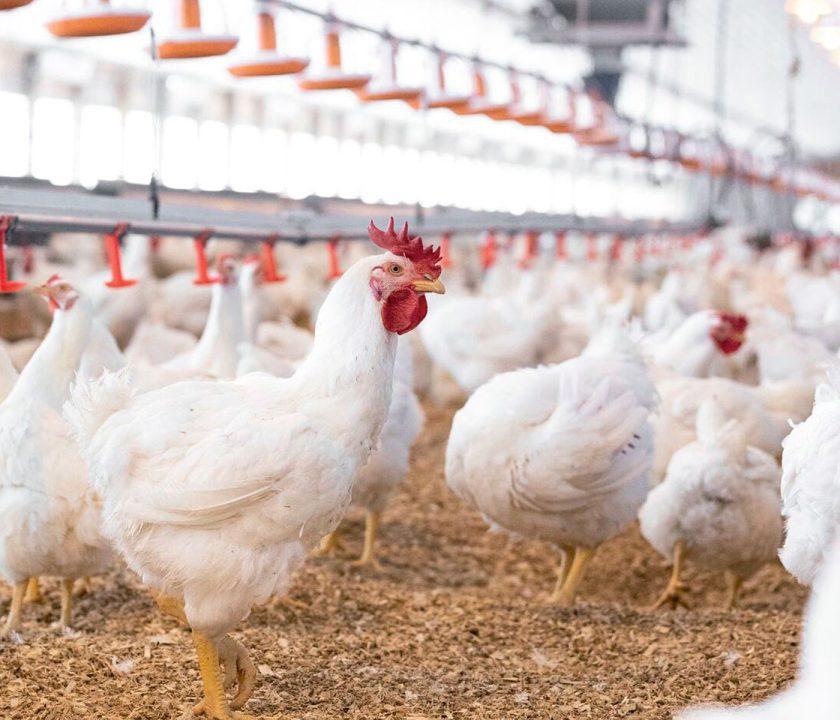 Gene Editing