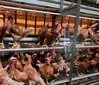 Malaysia’s Cage-Free Evolution: Humane Eggs Gaining Ground